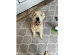 Adopt Theo a Red/Golden/Orange/Chestnut Wheaten Terrier / Mixed dog in Costa