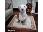 Adopt Ralphie a Brown/Chocolate Terrier (Unknown Type, Small) / Mixed dog in