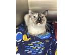 Adopt Sophia a Tan or Fawn Siamese / Domestic Shorthair / Mixed cat in Tinley