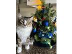 Adopt Simba a Brown Tabby Maine Coon / Mixed (medium coat) cat in Monterey Park