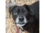 Adopt Googly a Black Beagle / Boston Terrier / Mixed dog in Richmond