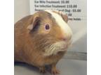 Adopt Theo a Guinea Pig small animal in Sheboygan, WI (41324760)