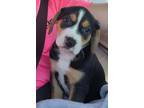 Adopt Jack Pup a Tricolor (Tan/Brown & Black & White) Boxer / Mixed dog in