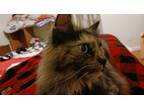 Adopt Mimi a Tortoiseshell Domestic Mediumhair / Mixed (medium coat) cat in