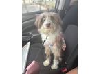 Adopt Charleigh a Brown/Chocolate - with Tan Aussiedoodle / Mixed dog in Round