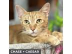 Adopt Chase (bonded with Caesar) a Orange or Red Tabby Domestic Shorthair (short
