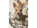 Adopt Graham a Tan/Yellow/Fawn - with White Pomeranian / Mixed dog in Magnolia