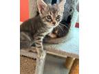 Adopt Comet a Domestic Shorthair / Mixed (short coat) cat in Clinton
