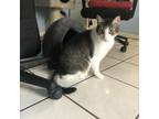 Adopt Alexander a Gray, Blue or Silver Tabby Domestic Shorthair (short coat) cat