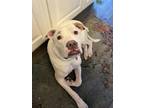 Adopt Jerry a White American Pit Bull Terrier / Mixed dog in Massillon
