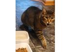 Adopt Tiger a Tiger Striped Domestic Longhair / Mixed (long coat) cat in