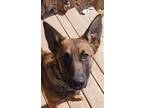 Adopt Poki a Tan/Yellow/Fawn - with Black German Shepherd Dog / Mixed dog in