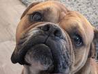 Adopt Bruce a Tan/Yellow/Fawn Boxer / Mixed dog in Davis, CA (41324722)