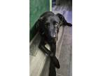 Adopt Guinness a Black Labrador Retriever / Chow Chow / Mixed dog in Bend