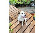 Adopt Sydney a White - with Red, Golden, Orange or Chestnut Mutt / Mixed dog in