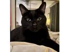 Adopt Shadow a All Black American Shorthair / Mixed (short coat) cat in Norwood