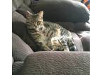 Adopt Bean a Brown Tabby American Shorthair / Mixed (medium coat) cat in