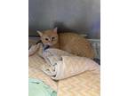 Adopt Koi a Domestic Shorthair / Mixed (short coat) cat in Angola, IN (41324582)