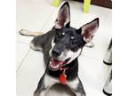 Adopt Fatima a Black - with Brown, Red, Golden, Orange or Chestnut Mixed Breed