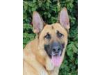 Adopt Maxwell von Marburg a Tan/Yellow/Fawn - with Black German Shepherd Dog /