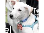 Adopt Fadel a White Mixed Breed (Medium) / Mixed dog in Toronto, ON (41324692)