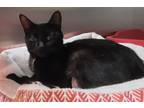 Adopt Beverly a All Black Domestic Shorthair / Domestic Shorthair / Mixed cat in