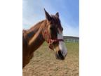 Adopt Megan Thee Mare a Chestnut/Sorrel Quarterhorse / Quarterhorse / Mixed