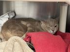 Adopt Cracker Jack a Tan or Fawn Domestic Shorthair / Domestic Shorthair / Mixed