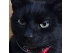 Adopt Lucky a All Black Bombay / Mixed (short coat) cat in Springfield