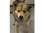 Adopt 55687710 a Tan/Yellow/Fawn Shepherd (Unknown Type) / Chow Chow / Mixed dog