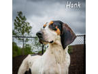 Adopt C3 Hank a White Treeing Walker Coonhound / Mixed dog in Anderson