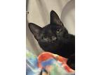 Adopt Oscar a All Black Domestic Shorthair / Domestic Shorthair / Mixed cat in
