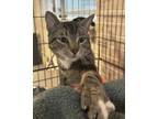 Adopt Asta a Brown Tabby Domestic Shorthair / Mixed Breed (Medium) / Mixed