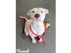 Adopt Hannah a White American Pit Bull Terrier / Mixed dog in Valparaiso