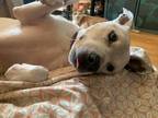Adopt Kassy a Mixed Breed (Medium) / Mixed dog in Brooklyn, NY (39150864)