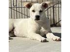 Adopt Iggy a Mixed Breed (Medium) / Mixed dog in Rancho Santa Fe, CA (41196699)