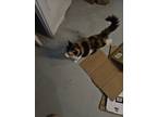 Adopt Rrii Sprynkle a Calico or Dilute Calico Calico / Mixed (medium coat) cat