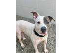 Adopt Dysun a White - with Gray or Silver American Staffordshire Terrier / Pit