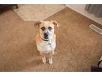 Adopt Dakota a Tan/Yellow/Fawn - with White Boxer / Bullmastiff / Mixed dog in