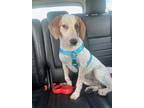 Adopt Apollo a White - with Brown or Chocolate Beagle / Hound (Unknown Type) /