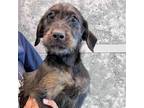 Adopt Riley a Mixed Breed (Medium) / Mixed dog in Rancho Santa Fe, CA (40799382)