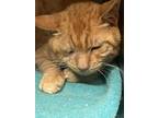 Adopt Rafe a Orange or Red Domestic Shorthair / Domestic Shorthair / Mixed cat