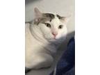 Adopt White Knight a White Domestic Shorthair / Domestic Shorthair / Mixed cat