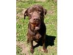 Adopt Loki a Brown/Chocolate Labrador Retriever / Cane Corso / Mixed dog in