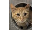 Adopt Heath a Orange or Red Domestic Shorthair / Domestic Shorthair / Mixed cat