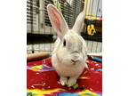 Adopt Snowball a White Other/Unknown / American / Mixed rabbit in Lorton