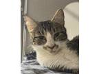Adopt Sweetness a White Domestic Shorthair / Domestic Shorthair / Mixed cat in