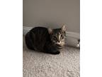 Adopt Joey a Gray, Blue or Silver Tabby American Shorthair / Mixed (short coat)