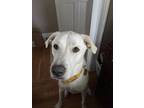 Adopt Finlee “Finn” a White Great Pyrenees / Mixed dog in Warwick