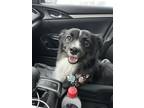 Adopt Ace a Black - with Tan, Yellow or Fawn Australian Shepherd / Mixed dog in